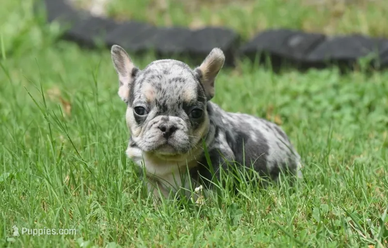 King – French Bulldog puppy for sale in Raleigh, NC