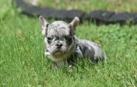 King, a male French Bulldog for sale in Raleigh, NC – 6 of 6
