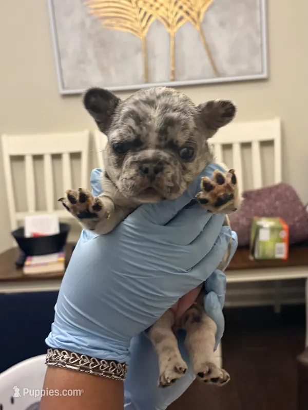 Skylar – French Bulldog puppy for sale in Raleigh, NC