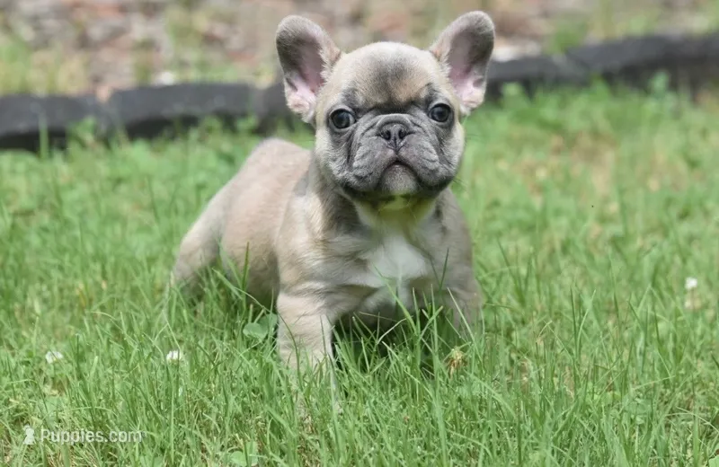 Bryson – French Bulldog puppy for sale in Raleigh, NC