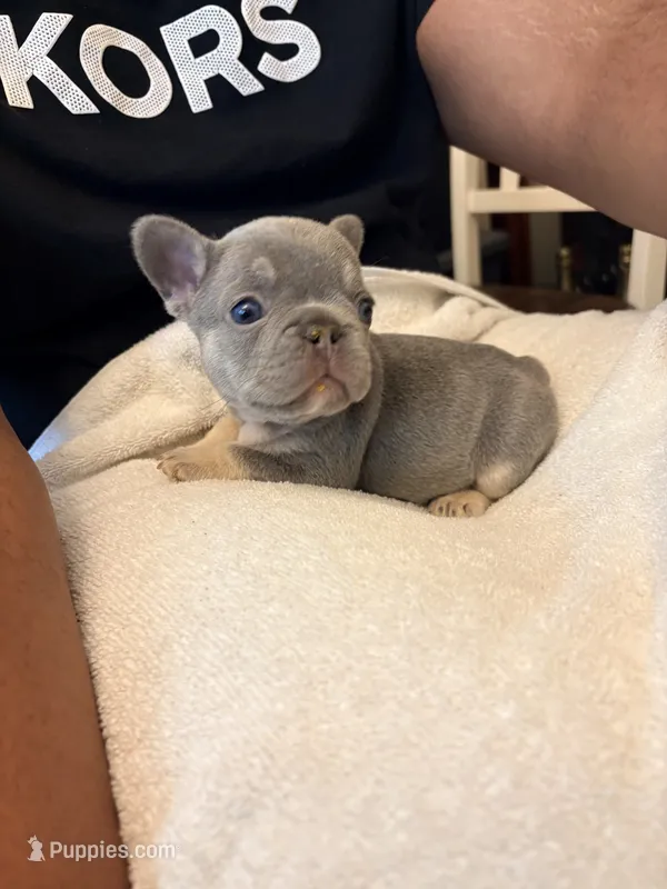 Chase – French Bulldog puppy for sale in Raleigh, NC