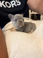 Drako , a male French Bulldog for sale in Raleigh, NC – 1 of 3