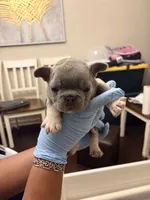 Chase, a male French Bulldog for sale in Raleigh, NC – 4 of 4