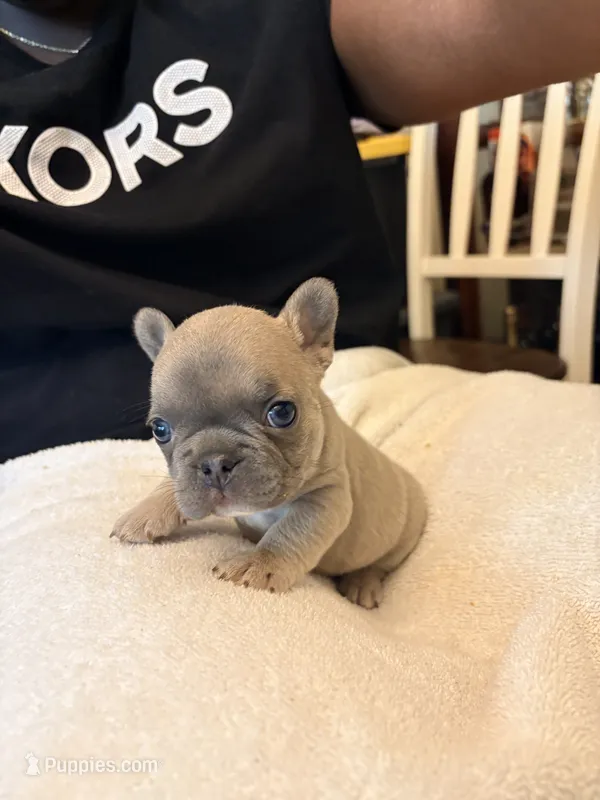 Bryson – French Bulldog puppy for sale in Raleigh, NC