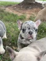 King, a male French Bulldog for sale in Raleigh, NC – 2 of 6