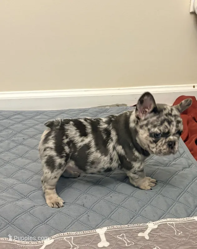 Skylar – French Bulldog puppy for sale in Raleigh, NC