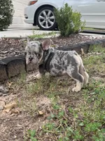 King, a male French Bulldog for sale in Raleigh, NC – 5 of 6