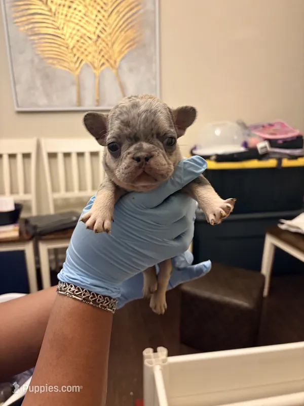 King – French Bulldog puppy for sale in Raleigh, NC