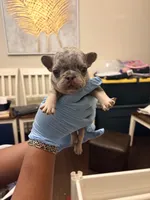 King, a male French Bulldog for sale in Raleigh, NC – 1 of 2