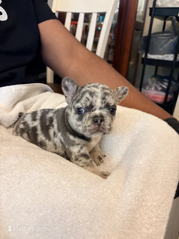 Skylar – French Bulldog puppy for sale in Raleigh, NC