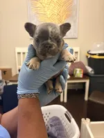 Donut, a female French Bulldog for sale in Raleigh, NC – 2 of 2
