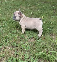 Bryson, a male French Bulldog for sale in Raleigh, NC – 2 of 3
