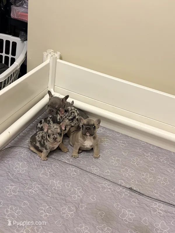Bryson – French Bulldog puppy for sale in Raleigh, NC