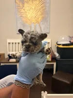 Skylar, a female French Bulldog for sale in Raleigh, NC – 5 of 5