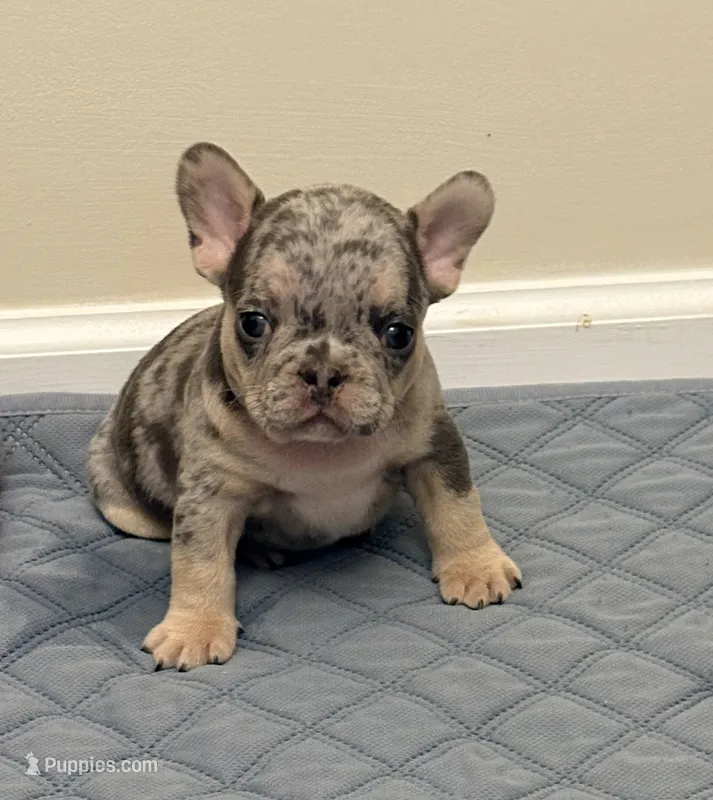King – French Bulldog puppy for sale in Raleigh, NC