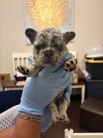 Skylar, a female French Bulldog for sale in Raleigh, NC – 2 of 5