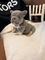 Drako , a male French Bulldog for sale in Raleigh, NC – 2 of 3