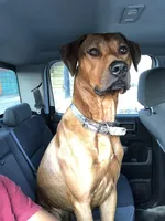 Male 1, a male Rhodesian Ridgeback and Olde English Bulldogge for sale in Corpus Christi, TX – Photo 2 of 8