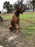 Male 1, a male Rhodesian Ridgeback and Olde English Bulldogge for sale in Corpus Christi, TX – Photo 3 of 8
