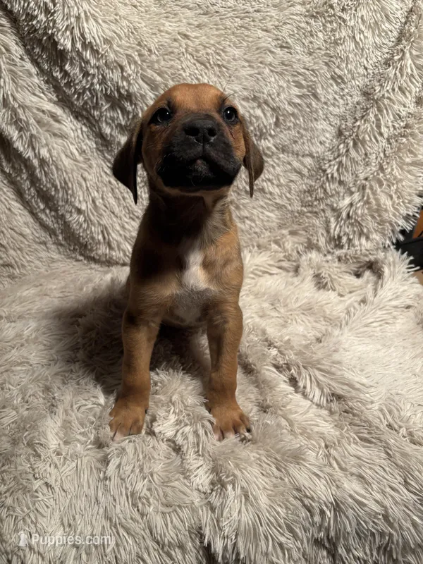 Male 1 – Rhodesian Ridgeback, Olde English Bulldogge puppy for sale in Corpus Christi, TX