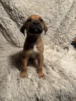 Male 1, a male Rhodesian Ridgeback and Olde English Bulldogge for sale in Corpus Christi, TX – Photo 1 of 8