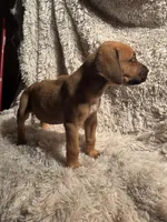 Male 1, a male Rhodesian Ridgeback and Olde English Bulldogge for sale in Corpus Christi, TX – Photo 6 of 8