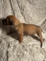 Male 1, a male Rhodesian Ridgeback and Olde English Bulldogge for sale in Corpus Christi, TX – Photo 7 of 8