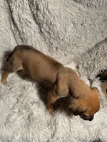 Male 1, a male Rhodesian Ridgeback and Olde English Bulldogge for sale in Corpus Christi, TX – Photo 8 of 8