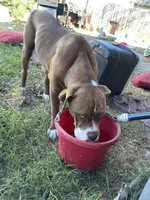 Male 1, a male Rhodesian Ridgeback and Olde English Bulldogge for sale in Corpus Christi, TX – Photo 5 of 8