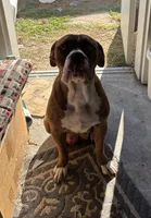 Female 1, a female Rhodesian Ridgeback and Olde English Bulldogge for sale in Corpus Christi, TX – Photo 6 of 8