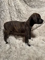 Female 1, a female Rhodesian Ridgeback and Olde English Bulldogge for sale in Corpus Christi, TX – Photo 4 of 8