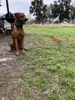 Female 1, a female Rhodesian Ridgeback and Olde English Bulldogge for sale in Corpus Christi, TX – Photo 8 of 8