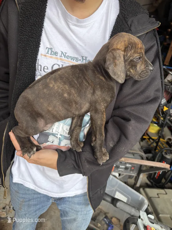 Female 1 – Rhodesian Ridgeback, Olde English Bulldogge puppy for sale in Corpus Christi, TX