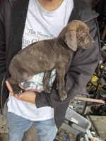 Female 1, a female Rhodesian Ridgeback and Olde English Bulldogge for sale in Corpus Christi, TX – Photo 1 of 8