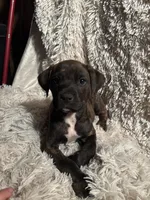 Female 1, a female Rhodesian Ridgeback and Olde English Bulldogge for sale in Corpus Christi, TX – Photo 2 of 8