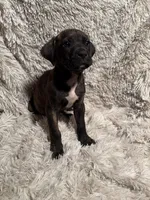 Female 1, a female Rhodesian Ridgeback and Olde English Bulldogge for sale in Corpus Christi, TX – Photo 3 of 8