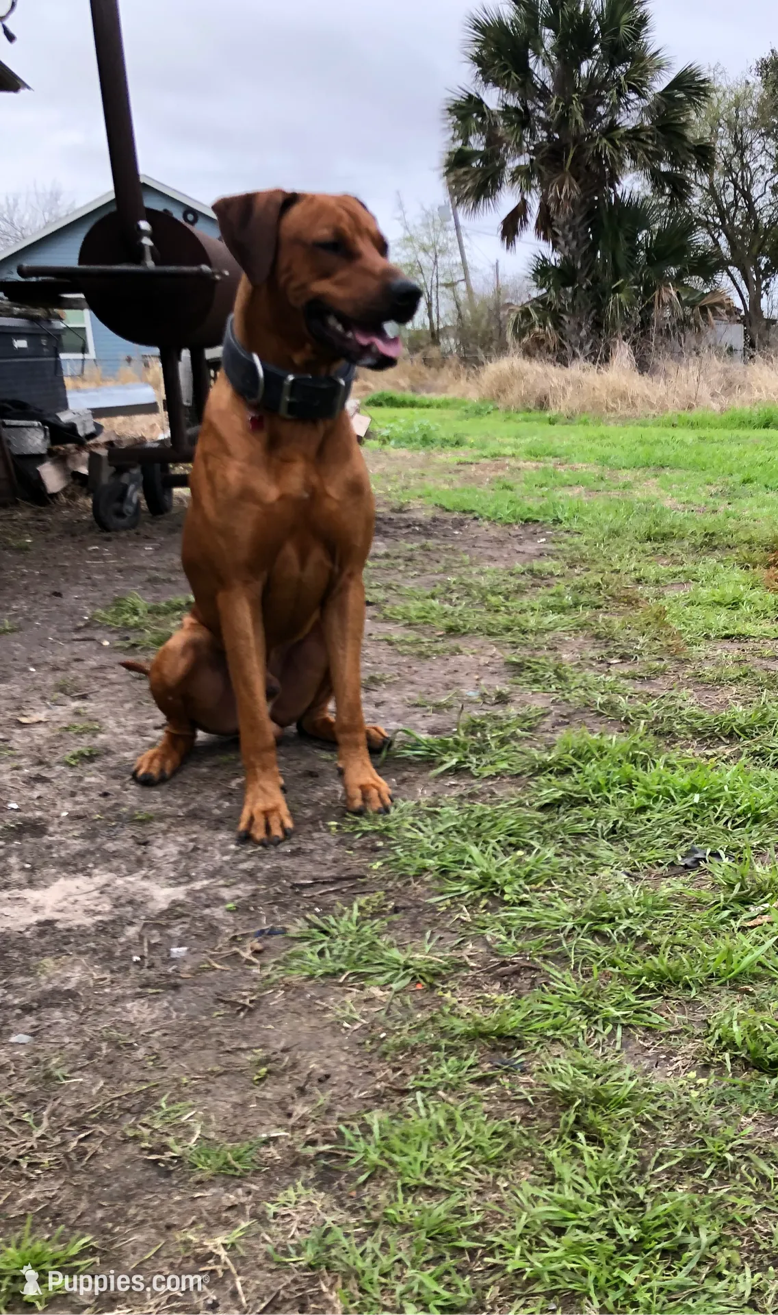 Olde English Ridgeback mix, a male Rhodesian Ridgeback and Olde English Bulldogge for sale in Corpus Christi, TX – Photo 6 of 7