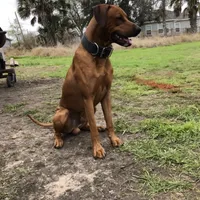 Olde English Ridgeback mix, a male Rhodesian Ridgeback and Olde English Bulldogge for sale in Corpus Christi, TX – Photo 7 of 7