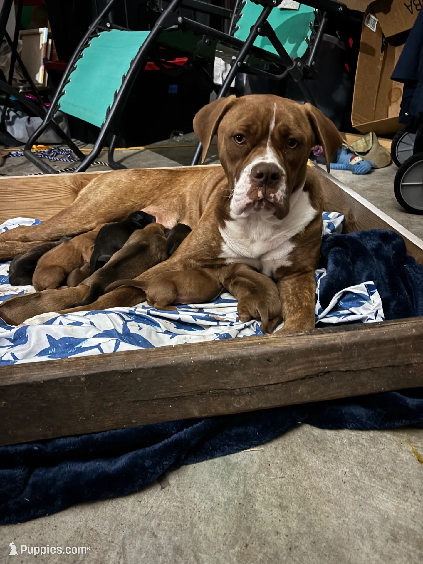 Olde English Ridgeback mix – Rhodesian Ridgeback, Olde English Bulldogge puppy for sale in Corpus Christi, TX