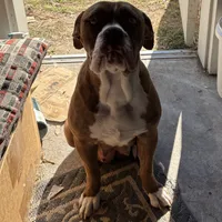 Olde English Ridgeback mix, a male Rhodesian Ridgeback and Olde English Bulldogge for sale in Corpus Christi, TX – Photo 4 of 7