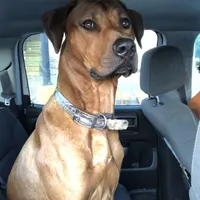 Olde English Ridgeback mix, a male Rhodesian Ridgeback and Olde English Bulldogge for sale in Corpus Christi, TX – Photo 5 of 7