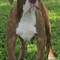 Olde English Ridgeback mix, a male Rhodesian Ridgeback and Olde English Bulldogge for sale in Corpus Christi, TX – Photo 3 of 7