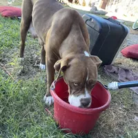 Olde English Ridgeback mix, a male Rhodesian Ridgeback and Olde English Bulldogge for sale in Corpus Christi, TX – Photo 2 of 7
