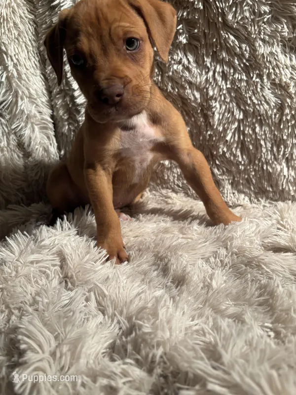 Male 2 – Rhodesian Ridgeback, Olde English Bulldogge puppy for sale in Corpus Christi, TX