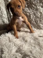 Male 2, a male Rhodesian Ridgeback and Olde English Bulldogge for sale in Corpus Christi, TX – Photo 1 of 4