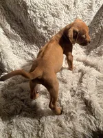 Male 2, a male Rhodesian Ridgeback and Olde English Bulldogge for sale in Corpus Christi, TX – Photo 3 of 4