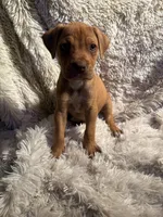 Male 2, a male Rhodesian Ridgeback and Olde English Bulldogge for sale in Corpus Christi, TX – Photo 2 of 4