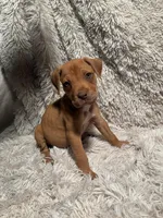 Male 2, a male Rhodesian Ridgeback and Olde English Bulldogge for sale in Corpus Christi, TX – Photo 4 of 4