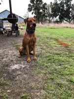 Female 2, a female Rhodesian Ridgeback and Olde English Bulldogge for sale in Corpus Christi, TX – Photo 7 of 8