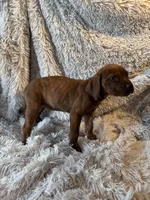 Female 2, a female Rhodesian Ridgeback and Olde English Bulldogge for sale in Corpus Christi, TX – Photo 4 of 8